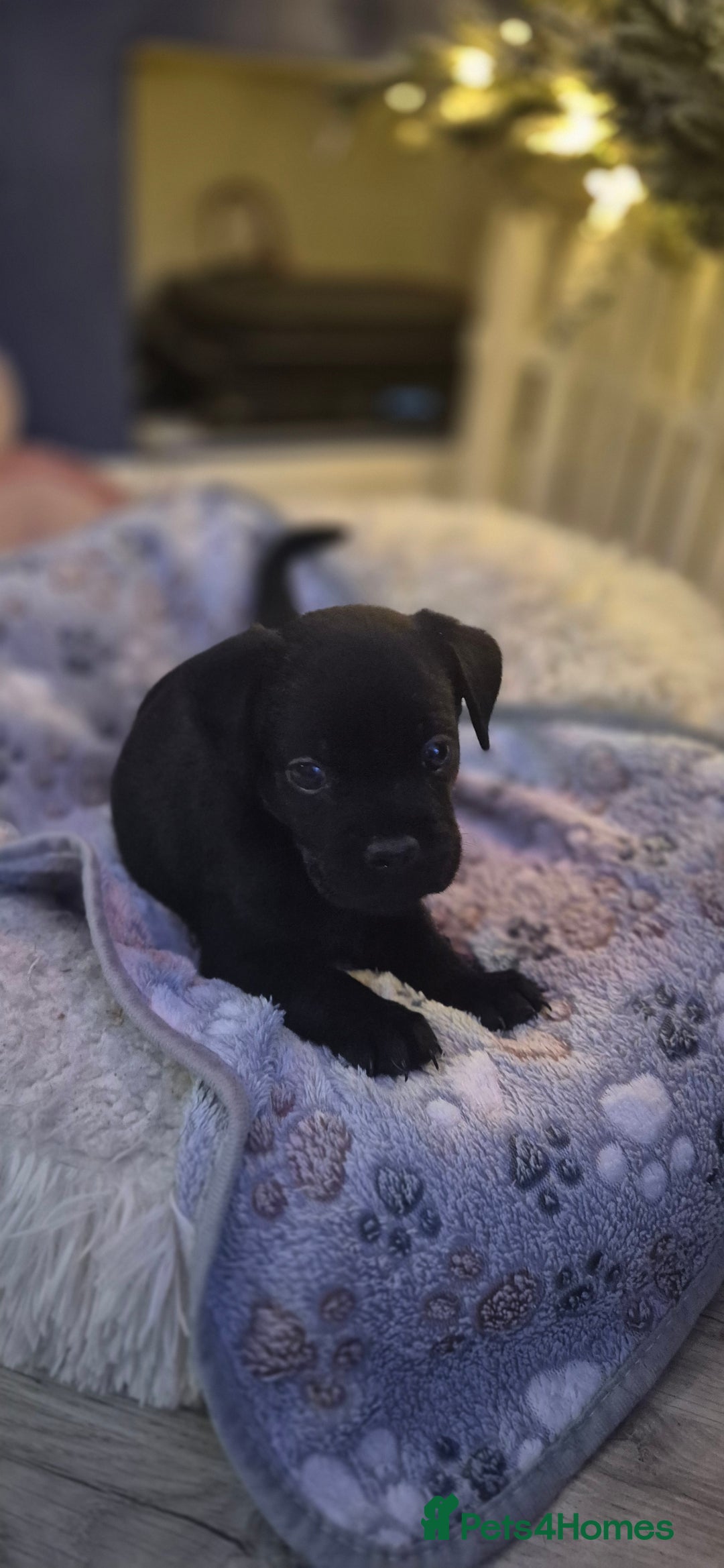 Mixed Breed dogs for sale: Labrador/french bulldog pups - Advert 3