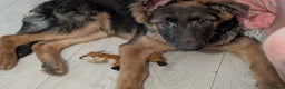 German Shepherd dogs for sale: German shepherd pup - Advert 2