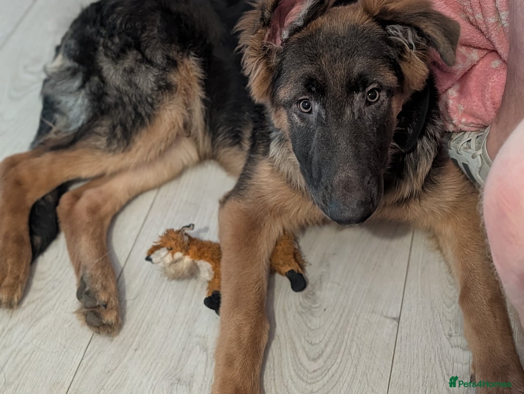 German Shepherd dogs for sale: German shepherd pup - Advert 2