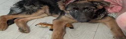 German Shepherd dogs for sale: German shepherd pup - Advert 2