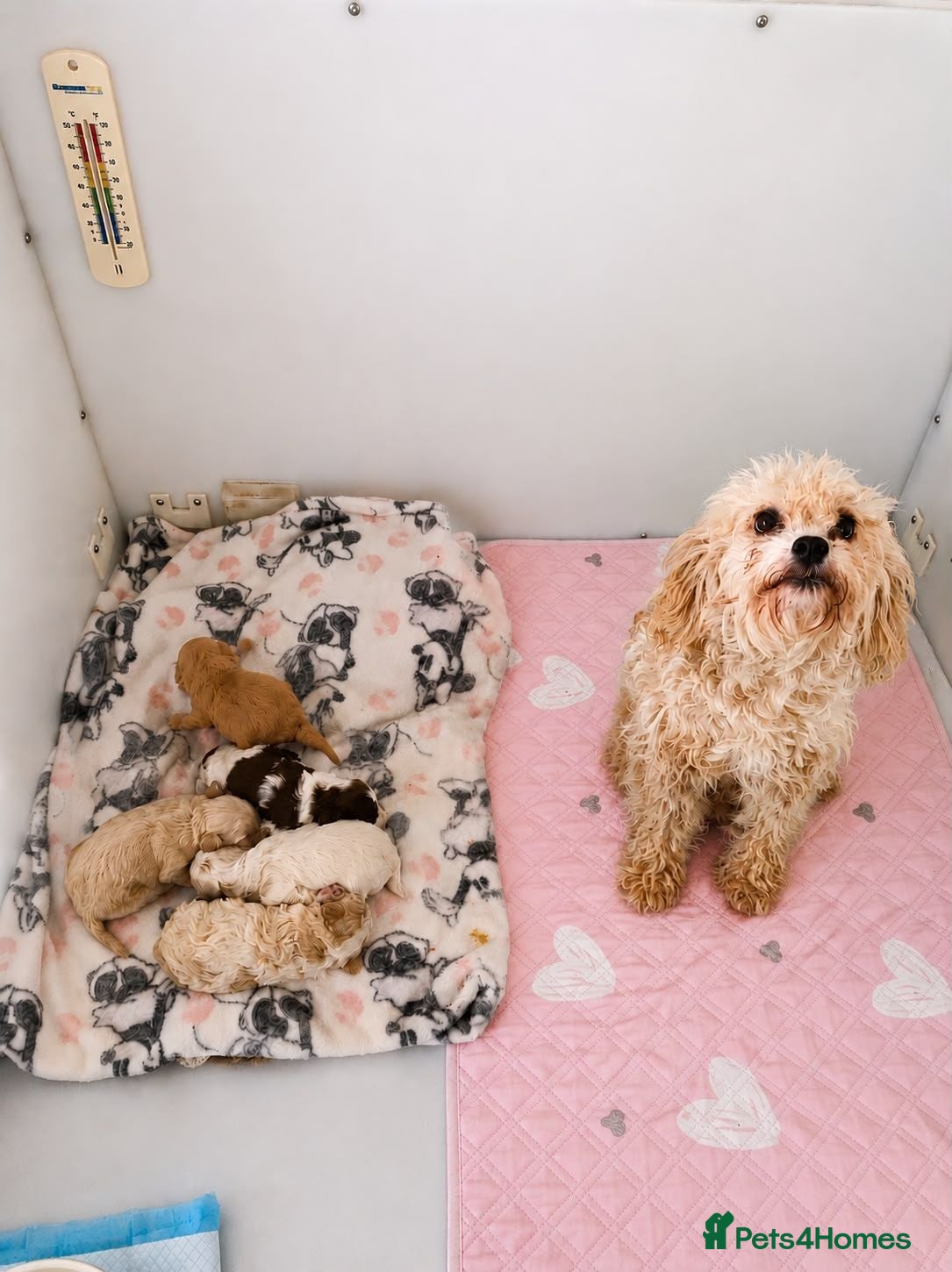 Cavapoo dogs F2 Cavapoo puppies - Advert 2