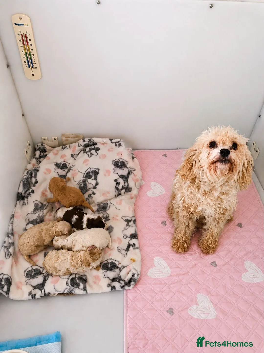 Cavapoo dogs for sale: F2 Cavapoo puppies - Advert 1