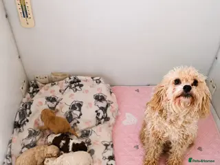 Cavapoo dogs F2 Cavapoo puppies - Advert 1