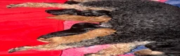 Toy Poodle dogs for sale: Beautiful KC registered Toy Poodles  - Advert 19