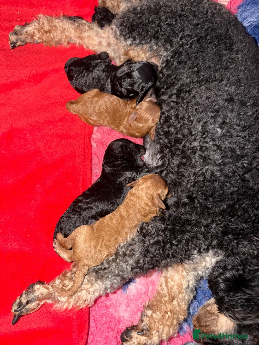 Toy Poodle dogs for sale: Beautiful KC registered Toy Poodles  - Advert 19