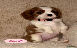 Cavalier King Charles Spaniel dogs for sale: King Charles Cavalier Puppies  - Image 11