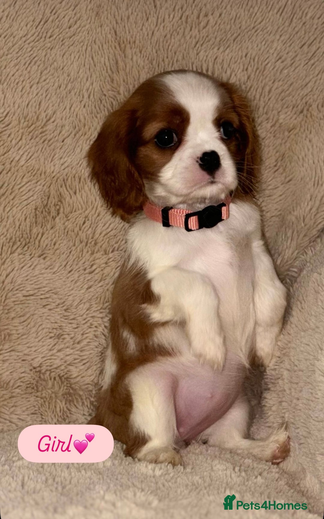 Cavalier King Charles Spaniel dogs for sale: King Charles Cavalier Puppies  - Image 11