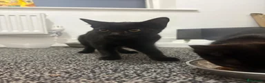 Domestic Shorthair 1