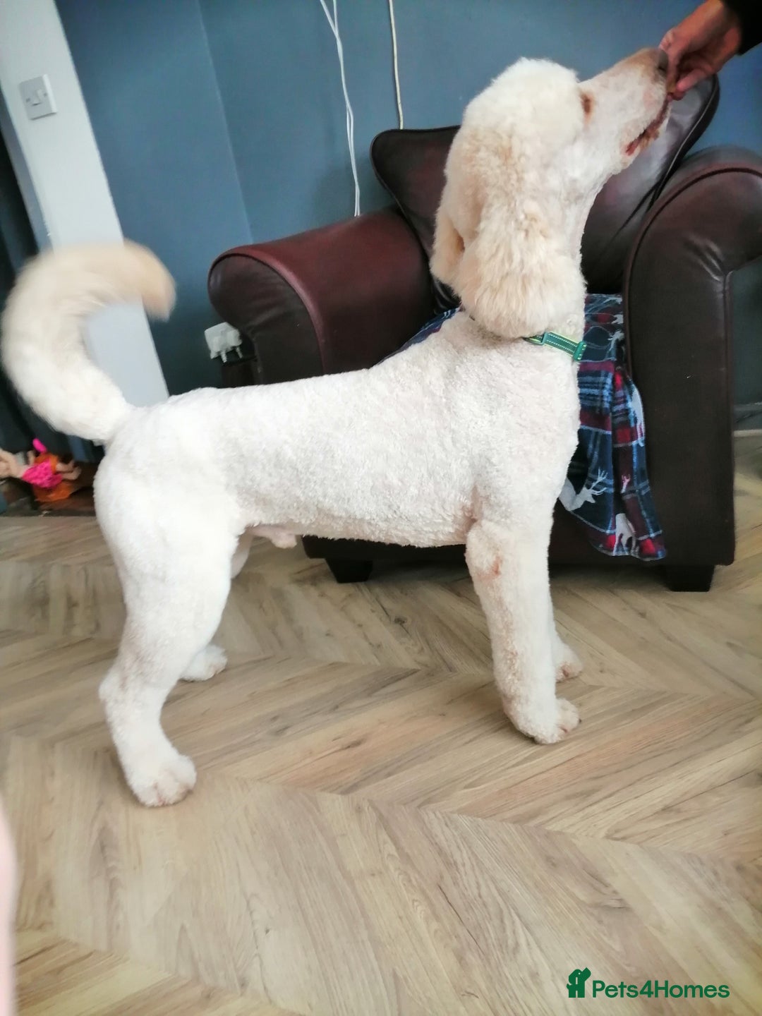Standard Poodle dogs for stud: Proven Standard Poodle For Stud in Belper - Image 3