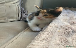 Mixed Breed cats for sale: 4 stunning babies READY NOW Calico and black&white - Image 3