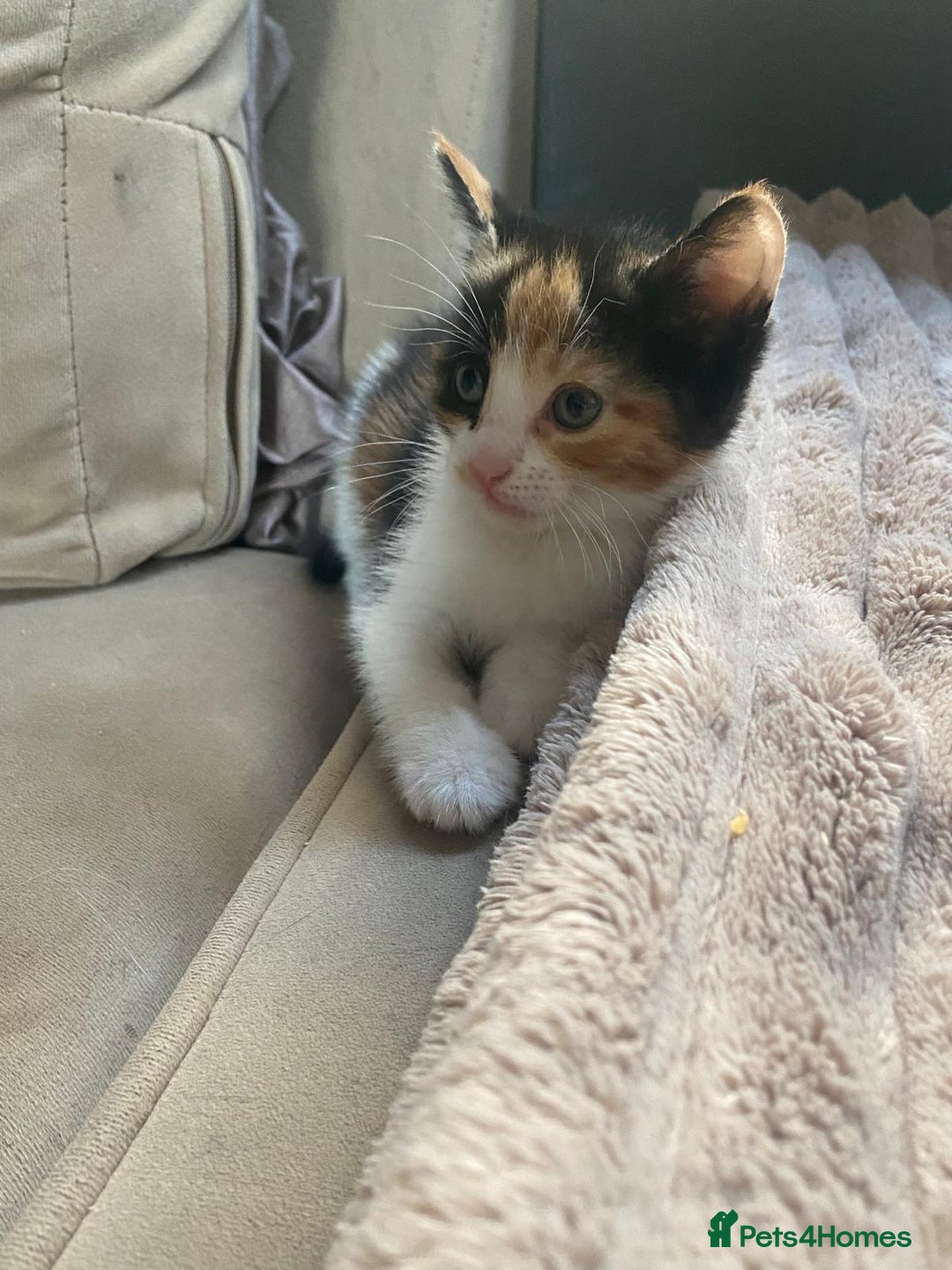 Mixed Breed cats for sale: 4 stunning babies READY NOW Calico and black&white - Image 3