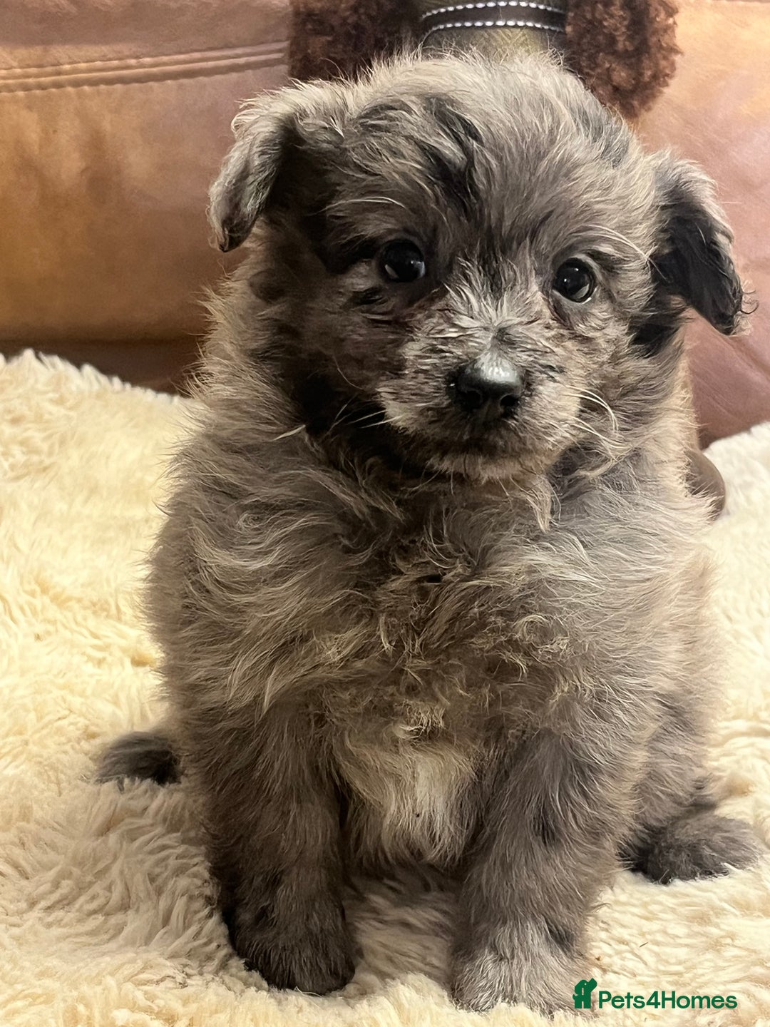 Pomapoo dogs for sale: stunning confident types - Image 7