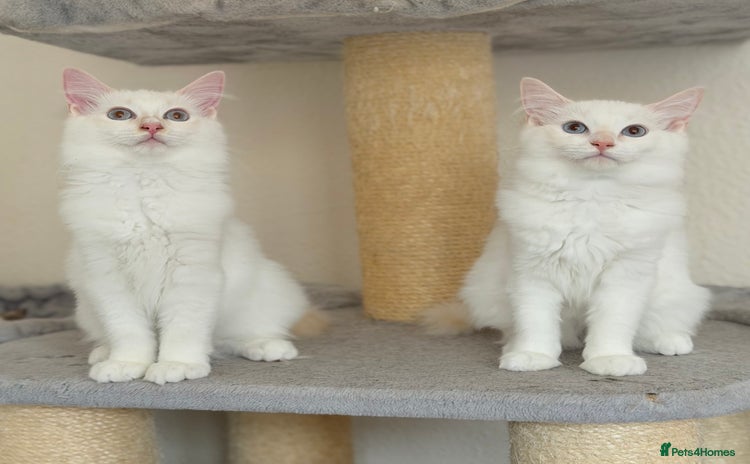 Ragdoll cats - Advert 10