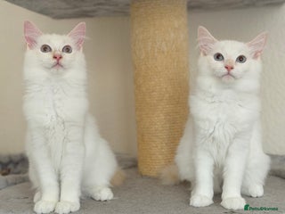 Ragdoll cats - Advert 13