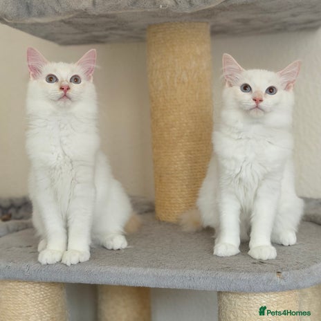 Ragdoll cats - Advert 10