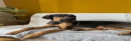 Mixed Breed dogs for adoption: Adonis the Greek handsome god  - Advert 4
