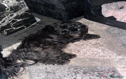 Shih Tzu dogs for sale: 4 adorable shih tzus  - Image 5