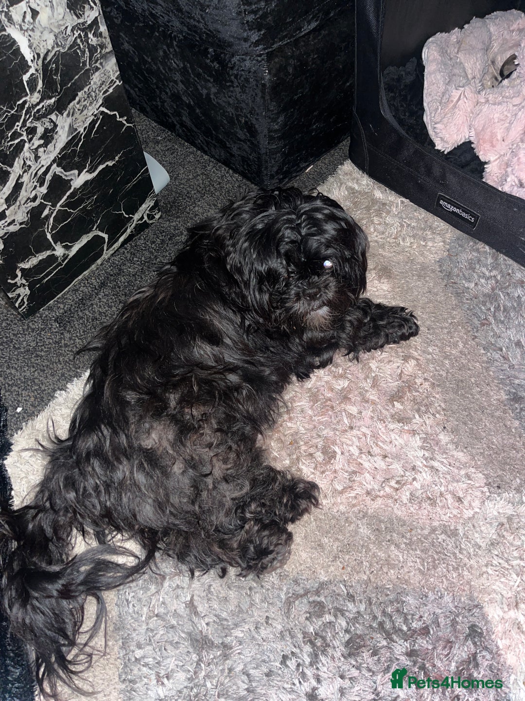Shih Tzu dogs for sale: 4 adorable shih tzus  - Image 5