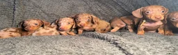 Miniature Dachshund dogs for sale: KC Reg Miniature Dachshunds Dapple Isabella    - Advert 17