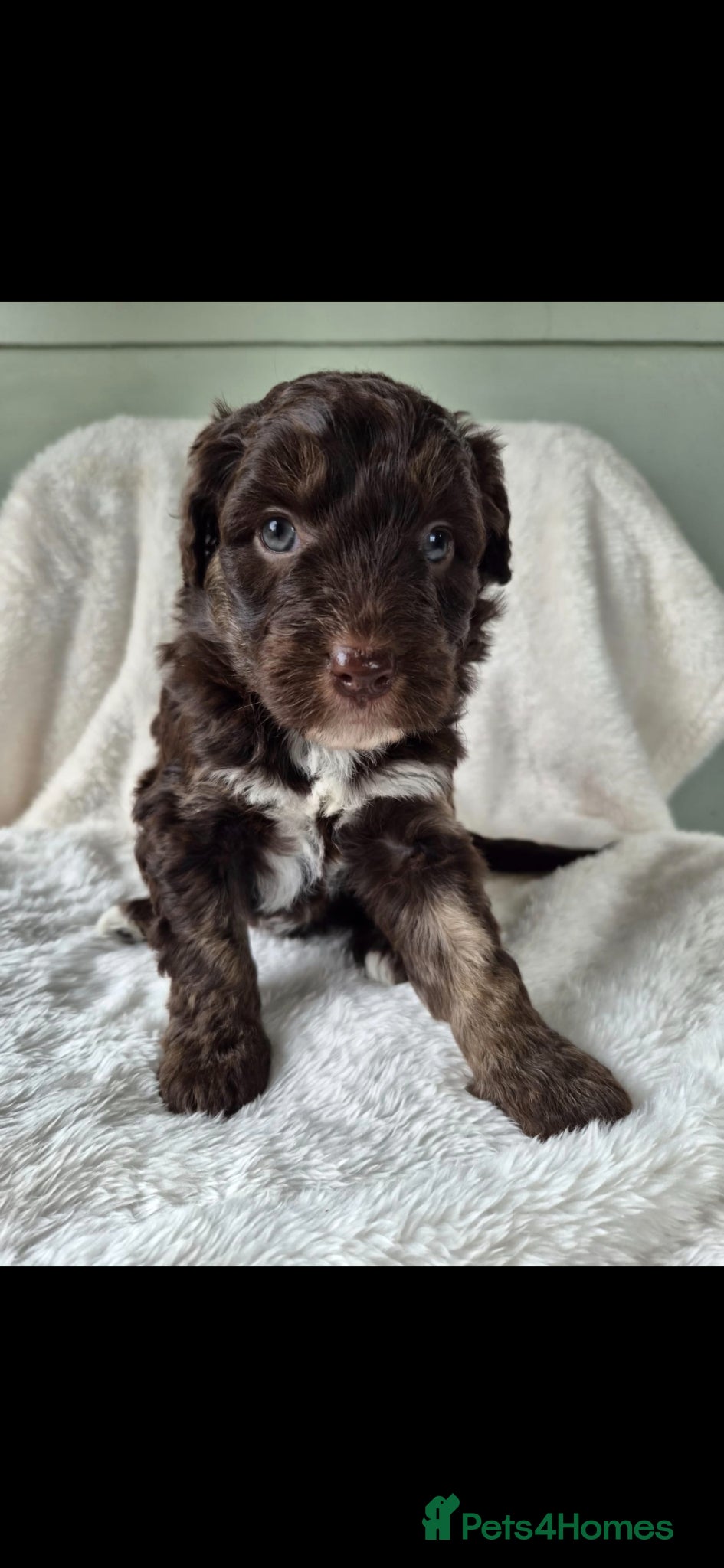 Bordoodle dogs F1 Bordoodles - DNA health tested - Advert 1