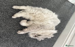 Persian cats for sale: Chinchilla Persian - Image 5