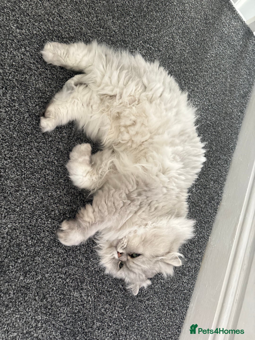 Persian cats for sale: Chinchilla Persian - Image 5