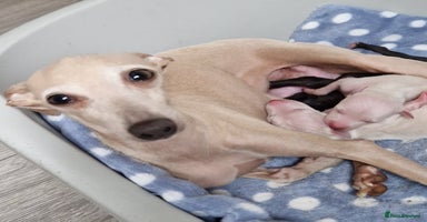 Italian Greyhound dogs - Advert 13