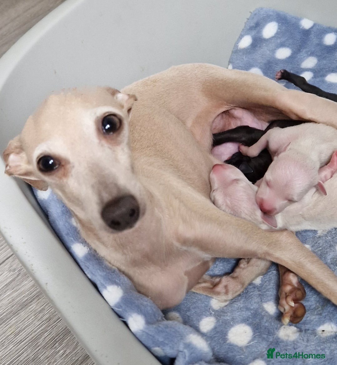 Italian Greyhound dogs for sale: Outstanding pedigree Italian Greyhounds  - Image 2