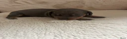 Miniature Dachshund dogs for sale: Miniature dachshund puppies  in Ripon - Advert 19