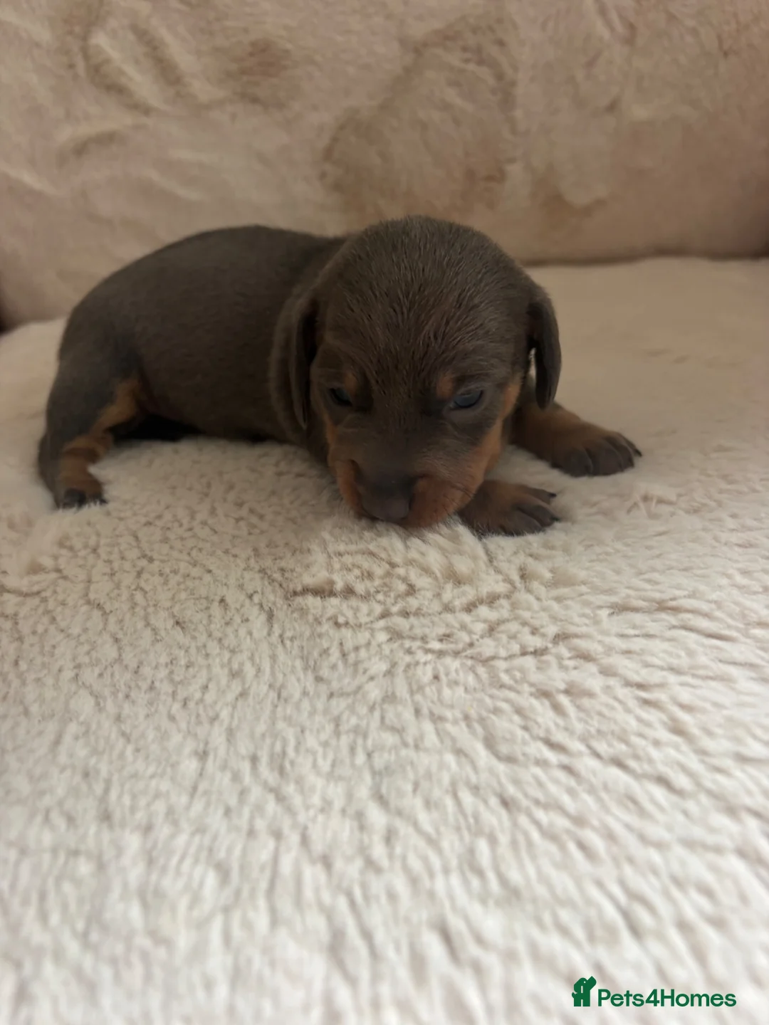 Miniature Dachshund dogs for sale: Miniature dachshund puppies  in Ripon - Advert 19