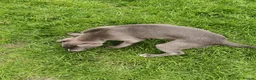Whippet dogs for sale: Whippets - Advert 13