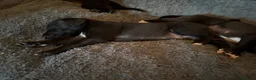 Whippet dogs for sale: Two male whippet puppies  - Advert 27