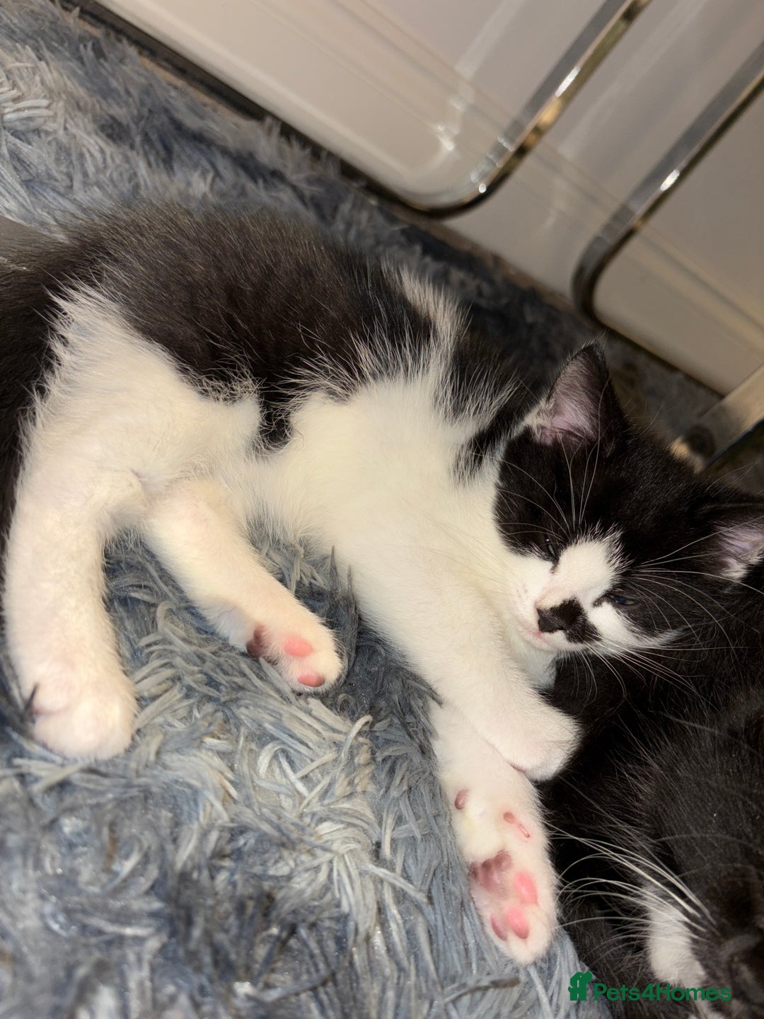Mixed Breed cats for sale: Adorable Kittens Looking for Loving Homes  - Image 4