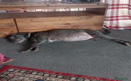 Mixed Breed dogs for sale: Pups for sale - Image 5