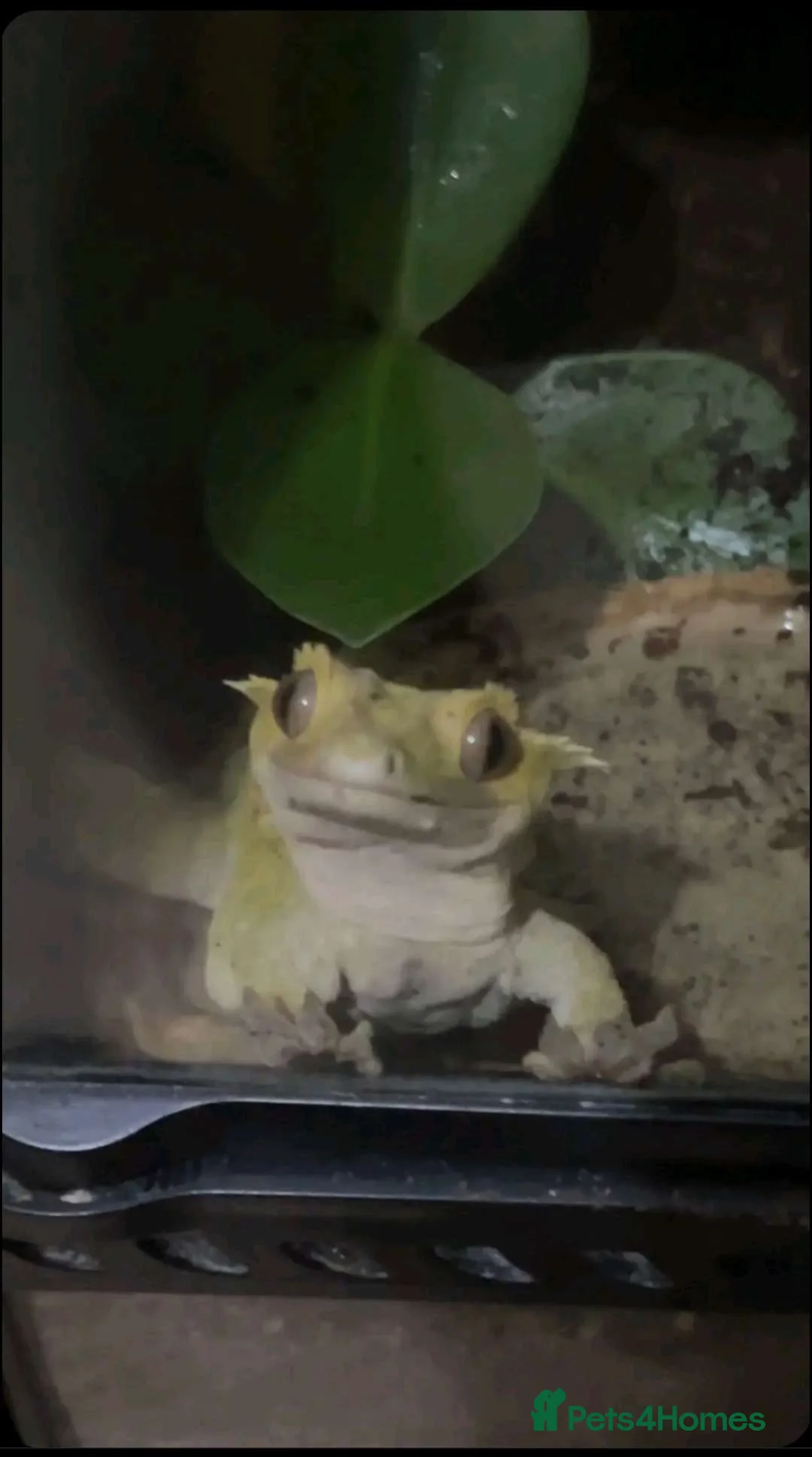 Gecko reptiles for sale: Lovely crested gecko  - Advert 2