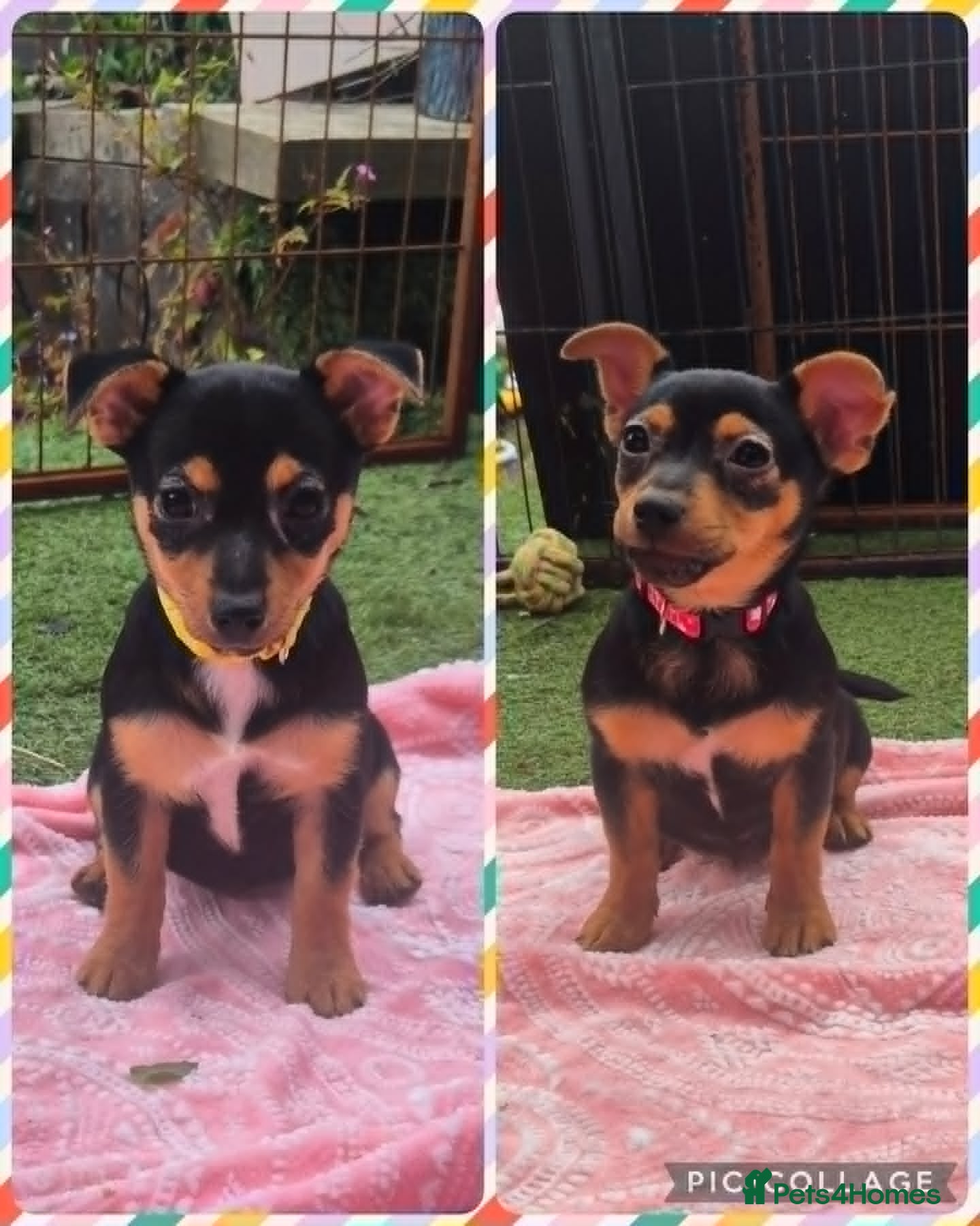 Jack Russell dogs 2 Female Jack Russell Puppies 12 Weeks Old - Advert 1