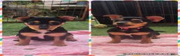 Jack Russell dogs for sale: 2 Female Jack Russell Puppies 12 Weeks Old - Advert 1