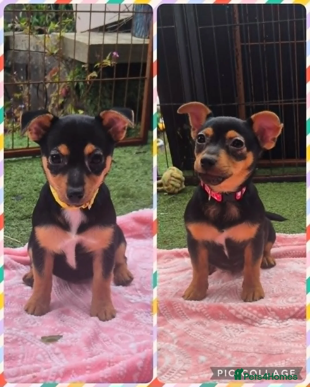 Jack Russell dogs for sale: 2 Female Jack Russell Puppies 12 Weeks Old - Advert 1