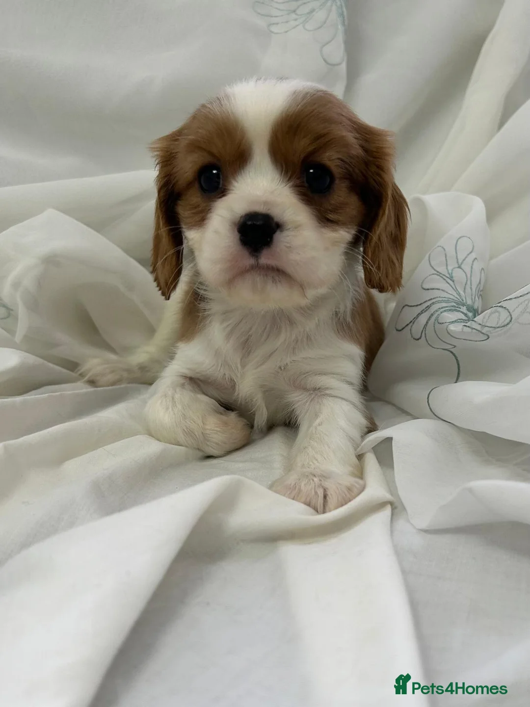 Cavalier King Charles Spaniel dogs for sale: Caviler king charles in Sunderland - Advert 14