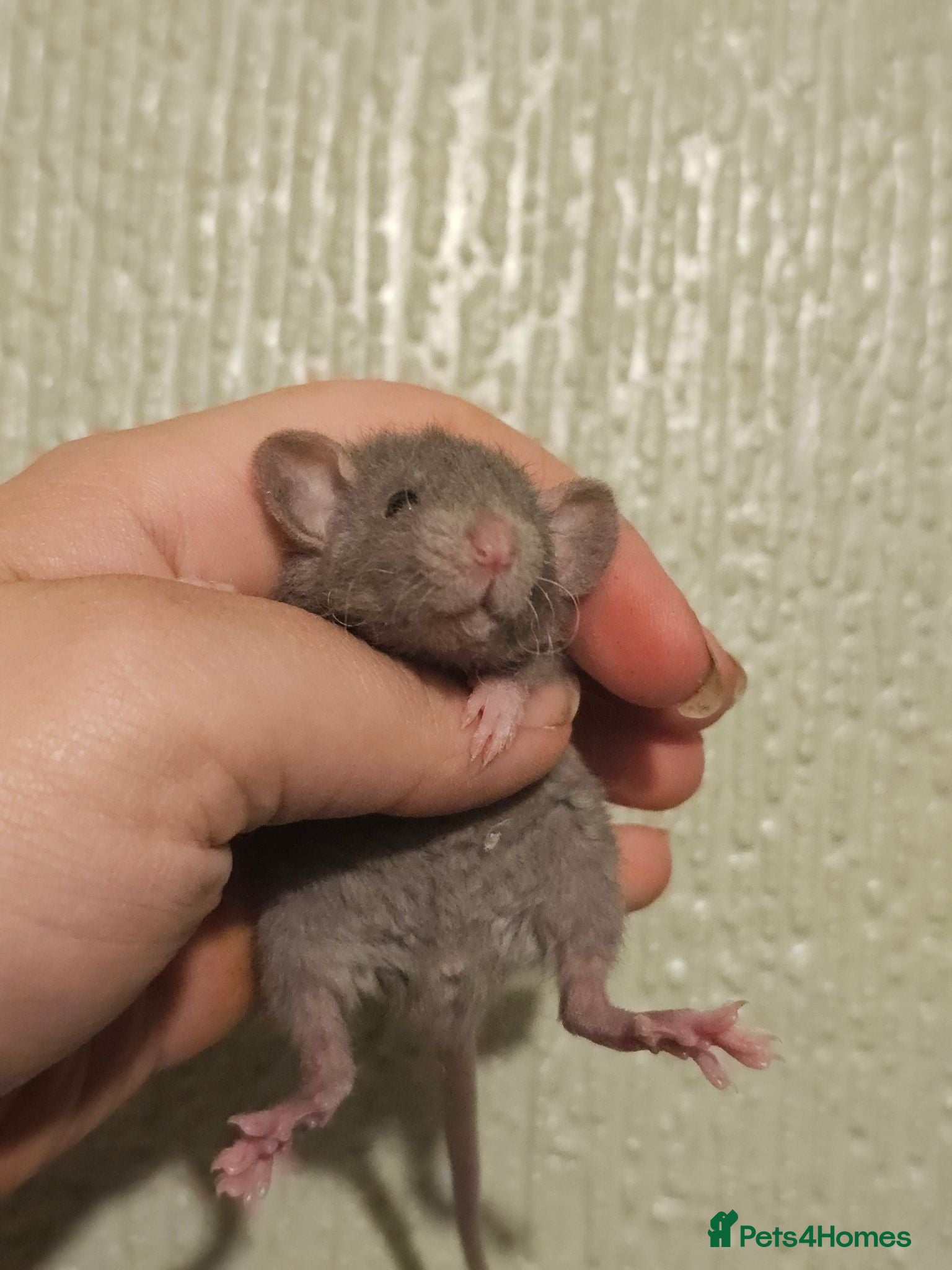 Rat rodents Baby Dumbo Rats - Girls - FOR RESERVE - REX, DR - Advert 1