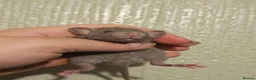 Rat rodents for sale: Baby Dumbo Rats - Girls - FOR RESERVE - REX, DR - Advert 1