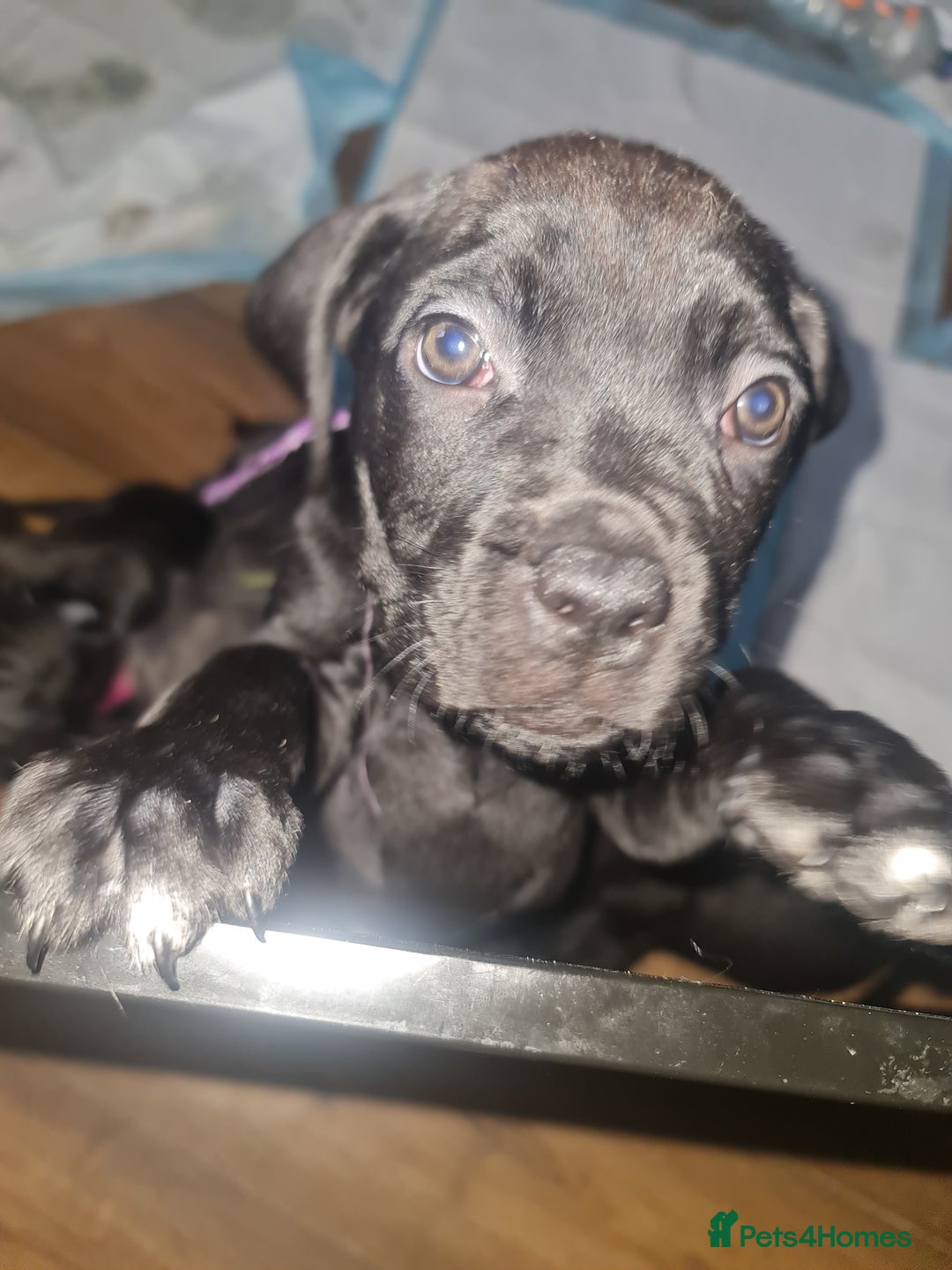 Cane Corso dogs for sale: 2 beautiful cane corso puppies  - Advert 3