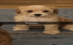 Cockapoo dogs for sale: Stunning Superb DNA Clear F1B Toy Cockapoo Pups - Image 17