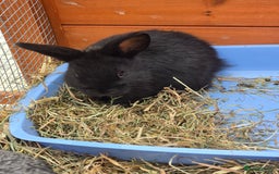 Lionhead rabbits for sale: Lionhead x - Image 1