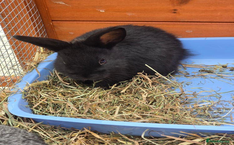 Lionhead rabbits - Advert 1
