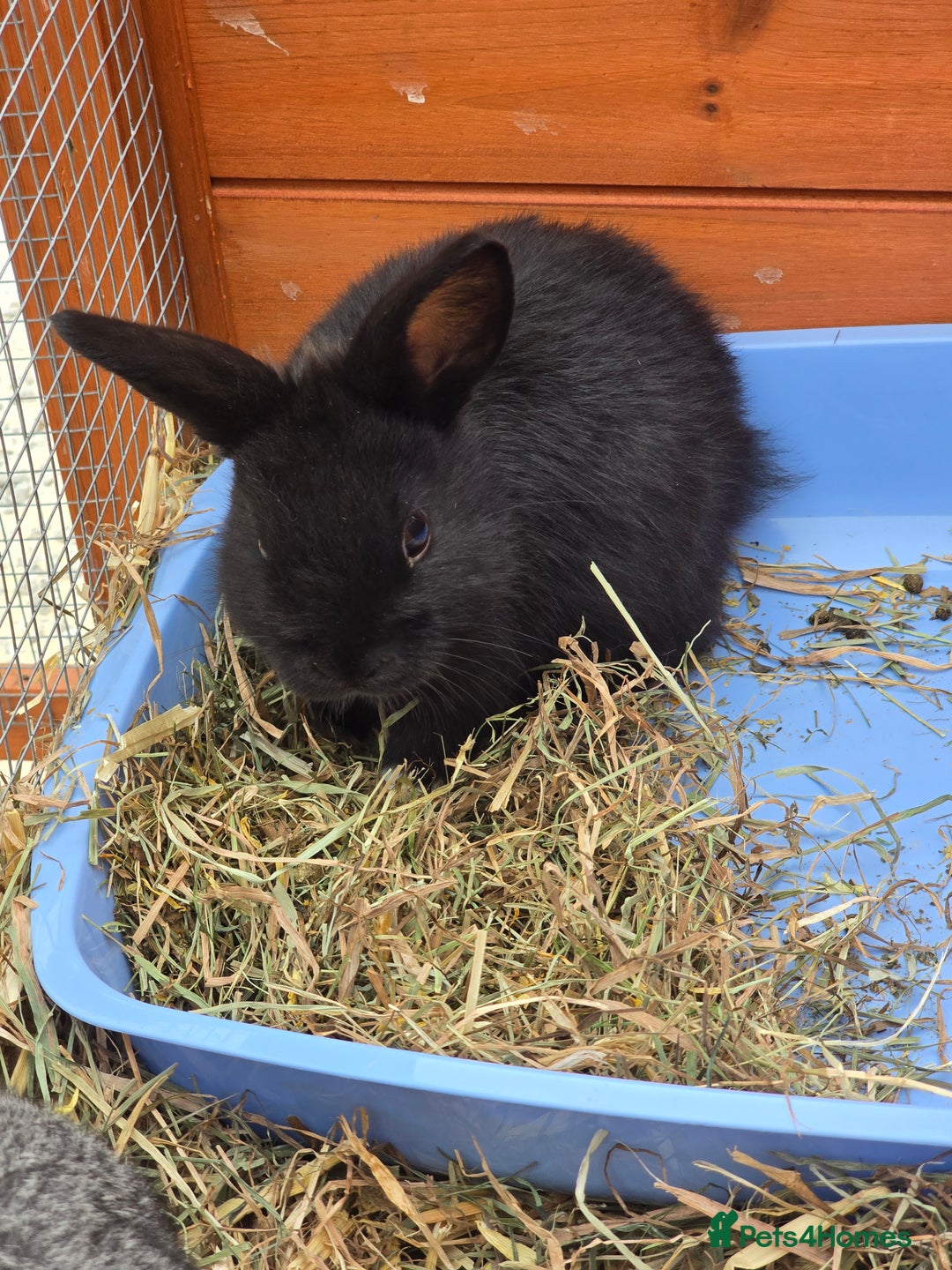 Lionhead rabbits for sale: Lionhead x - Image 1