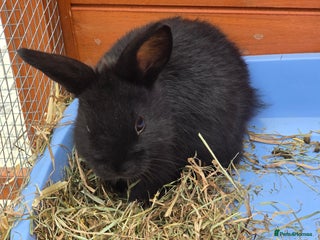 Lionhead rabbits - Advert 1