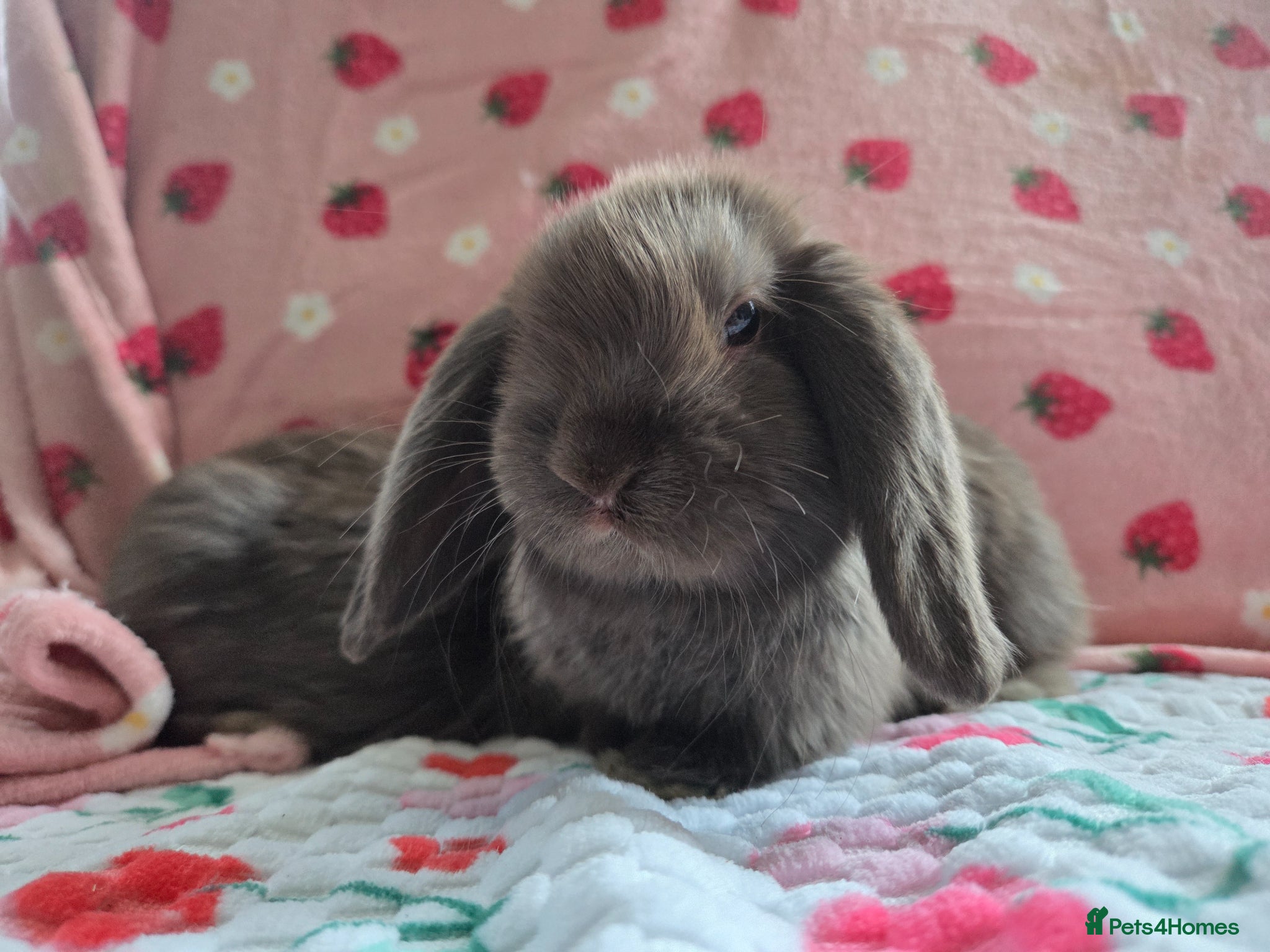 Mini Lop rabbits Very tame Grey otter Mini lop 8 weeks old - Advert 1