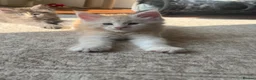 Maine Coon cats for sale:     ✨TICA Maine Coon Kittens | Licensed Breeder✨ - Advert 14