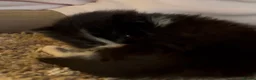 Domestic Shorthair cats for sale: 2 female kittens looking for there forever home - Advert 5